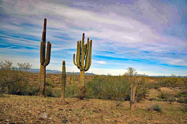 saguaros